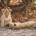 Lion cub in South Luangwa National Park, Zambia.