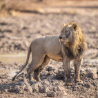 Lion in South Luangwa National Park, Zambia.