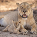 Lioness & cub in South Luangwa National Park, Zambia.
