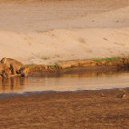 Lioness in South Luangwa National Park, Zambia.