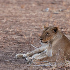Lioness in South Luangwa National Park, Zambia.