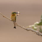 Little bee-eater in South Luangwa National Park, Zambia.