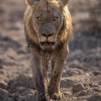 Lion in South Luangwa National Park, Zambia.