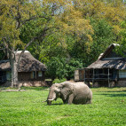 Elephant at Mfuwe Lodge in South Luangwa National Park, Zambia.