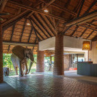 Elephant at the reception of Mfuwe Lodge in South Luangwa National Park, Zambia.