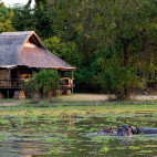 Hippos at Mfuwe Lodge in South Luangwa National Park, Zambia.