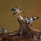 Pied kingfisher in South Luangwa National Park, Zambia.