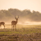 Impala in South Luangwa National Park, Zambia.