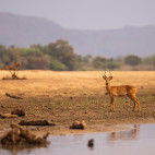 Puku in South Luangwa National Park, Zambia.