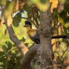 Purple turaco in South Luangwa National Park, Zambia.