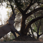 Elephant in South Luangwa National Park, Zambia.