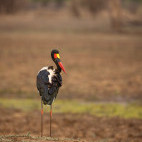 Saddle-billed stork in South Luangwa National Park, Zambia.