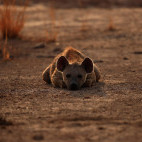 Spotted hyena in South Luangwa National Park, Zambia.