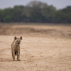 Spotted hyena in South Luangwa National Park, Zambia.