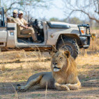 Lion near Tafika Camp in South Luangwa National Park, Zambia