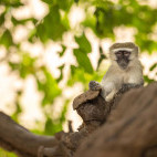 Vervet monkey in South Luangwa National Park, Zambia.