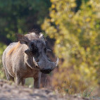 Warthog in South Luangwa National Park, Zambia.