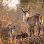 Waterbuck in South Luangwa National Park, Zambia.
