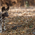 Wild dog in South Luangwa National Park, Zambia.