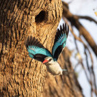 Woodland kingfisher in South Luangwa National Park, Zambia.