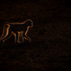 Yellow baboon in South Luangwa National Park, Zambia.