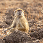 Yellow baboon in South Luangwa National Park, Zambia.