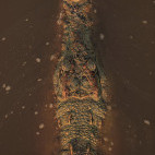 Nile crocodile in South Luangwa National Park, Zambia.