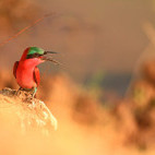 Carmine bee-eater in South Luangwa National Park, Zambia.