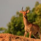 Puku in South Luangwa National Park, Zambia.