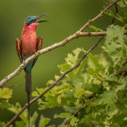 Southern carmine bee-eater in South Luangwa National Park, Zambia.