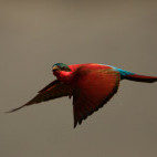 Southern carmine bee-eater in South Luangwa National Park, Zambia.