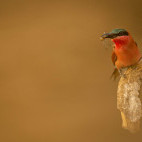 Southern carmine bee-eater in South Luangwa National Park, Zambia.