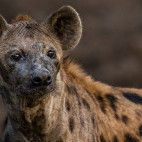Spotted hyena in South Luangwa National Park, Zambia.