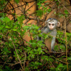 Vervet monkey in South Luangwa National Park, Zambia.