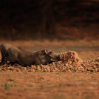 Warthog in South Luangwa National Park, Zambia.