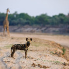 Wild dog and giraffe in South Luangwa National Park, Zambia.