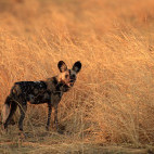 Wild dog in South Luangwa National Park, Zambia.