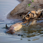 Wild dog & kill in South Luangwa National Park, Zambia.