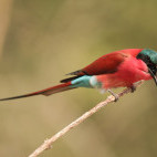 Carmine bee-eater in South Luangwa, Zambia