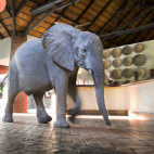 Elephant in South Luangwa, Zambia