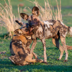 Wild dog in South Luangwa, Zambia.