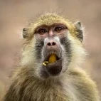 Yellow baboon in South Luangwa National Park, Zambia.