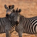 Zebra in South Luangwa National Park, Zambia.
