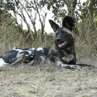 African wild dog in South Luangwa National Park, Zambia