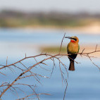 White-fronted bee-eater near the Zambezi River, Zambia