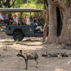 Wild dog in South Luangwa, Zambia