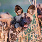 Wild dog in Zambia.