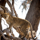 Leopard in Lower Zambezi National Park, Zambia