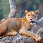 Lion in Lower Zambezi National Park, Zambia