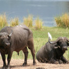 African buffalo in Mana Pools National Park, Zimbabwe